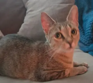 Nala-Joy