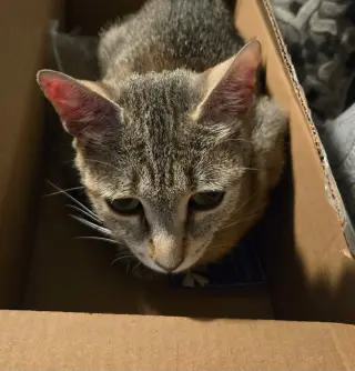 Nala-Joy