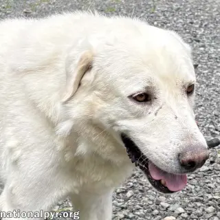 Yukon in NJ - Gentle, Sweet & Quiet!