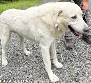 Yukon in NJ - Gentle, Sweet & Quiet!
