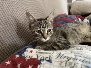 Ruru