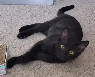 Debbie
