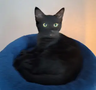 Debbie
