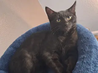 Debbie