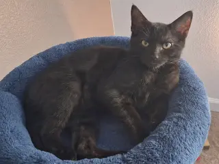 Debbie