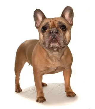 Fiona