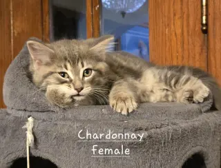 Chardonay