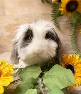 Eleanor