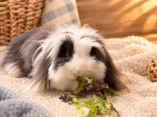 Eleanor
