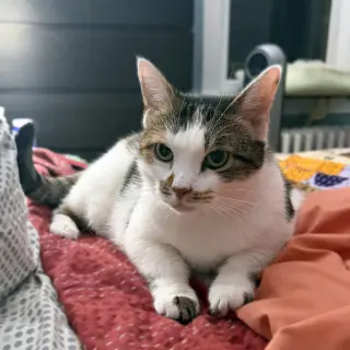 Sophie (gentle and sweet dilute calico)
