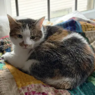 Sophie (gentle and sweet dilute calico)