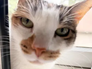 Sophie (gentle and sweet dilute calico)