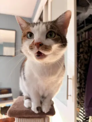 Sophie (gentle and sweet dilute calico)