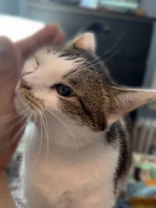 Sophie (gentle and sweet dilute calico)