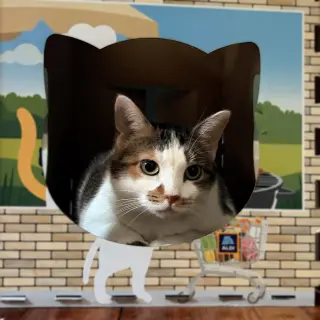 Sophie (gentle and sweet dilute calico)