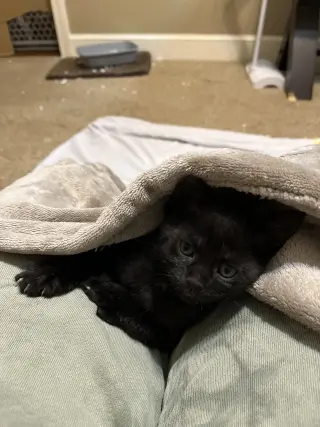 Bean