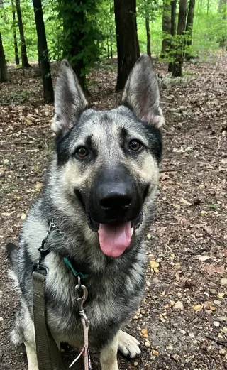 Rocky 6572