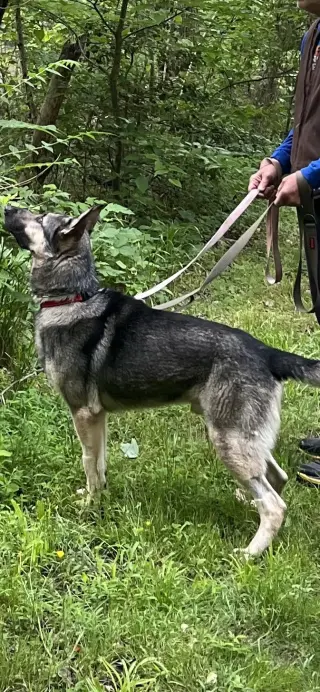 Rocky 6572