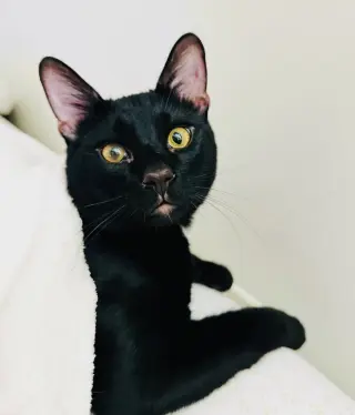 Lucky Cat