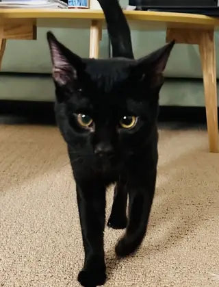 Lucky Cat