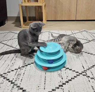 Tuesday & Murdock (*bonded pair)