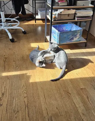 Tuesday & Murdock (*bonded pair)