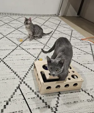 Tuesday & Murdock (*bonded pair)
