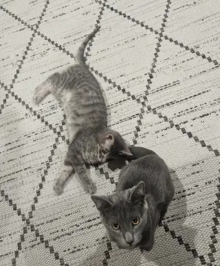 Tuesday & Murdock (*bonded pair)