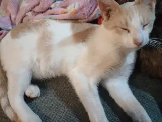 ***Ripley