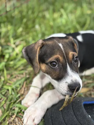 Freddie