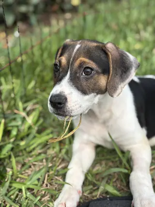Freddie