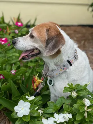 Hattie