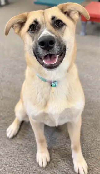 The Big Cheese