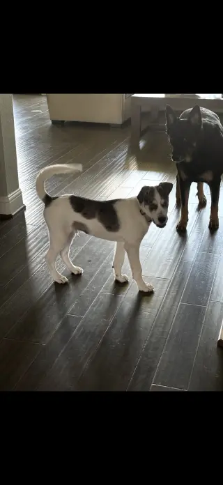 Woody