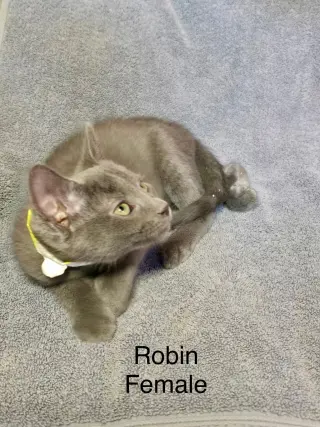 Robin