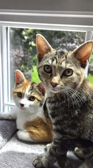 Piggly & Rolley (bonded pair)