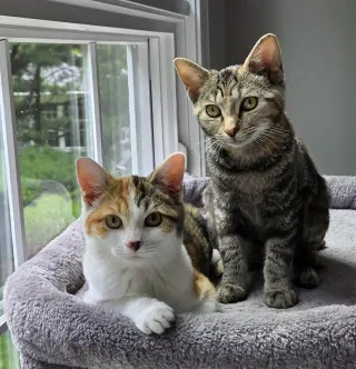 Piggly & Rolley (bonded pair)
