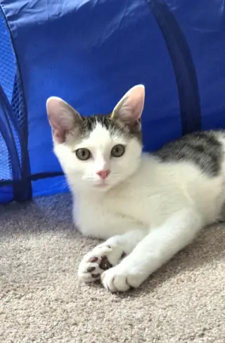 Wiggly