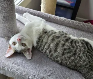 Wiggly