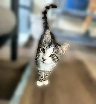 Frankie - Cuddler and Purr Machine