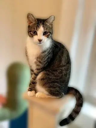 Frankie - Cuddler and Purr Machine