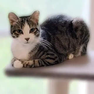 Frankie - Cuddler and Purr Machine