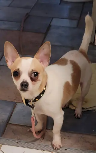 Nacho