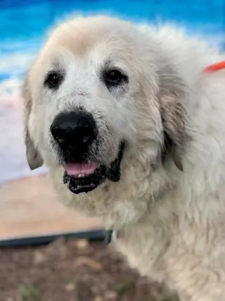 Kaiser