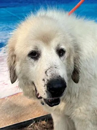 Kaiser