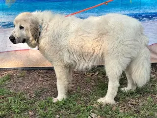Kaiser