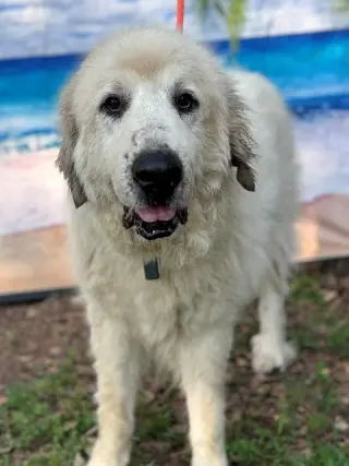 Kaiser