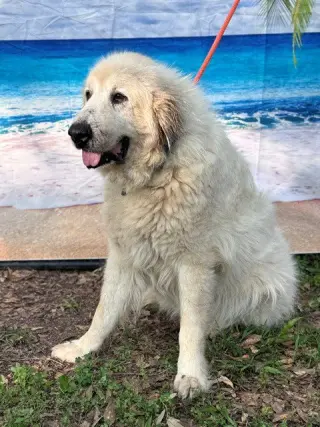Kaiser