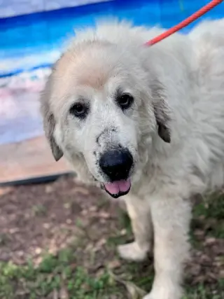 Kaiser