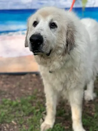 Kaiser